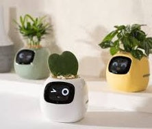 My Leaf Gotchi